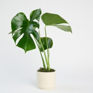 Monstera