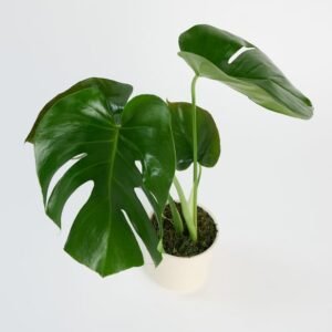 Monstera