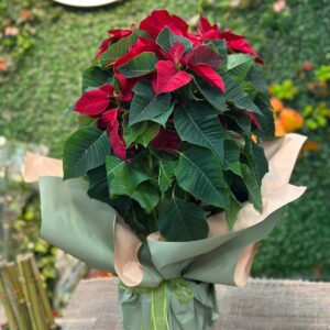 Çerkezköy Çiçek Siparişi | Çerkezköy Çiçekçim