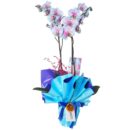 Alacalı Mavi Orkide