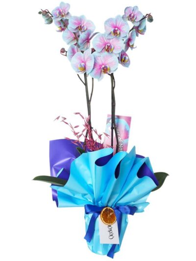 Alacalı Mavi Orkide