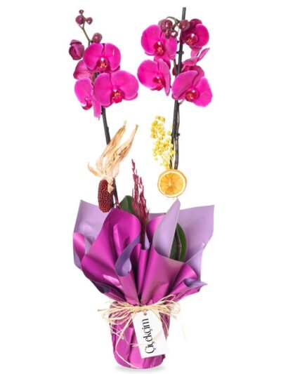 Mor Orkide