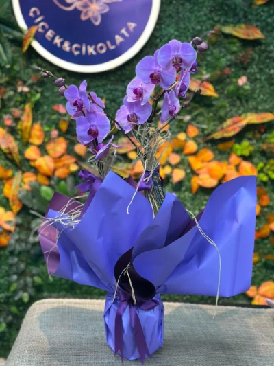 Çift Dallı Mor Orkide