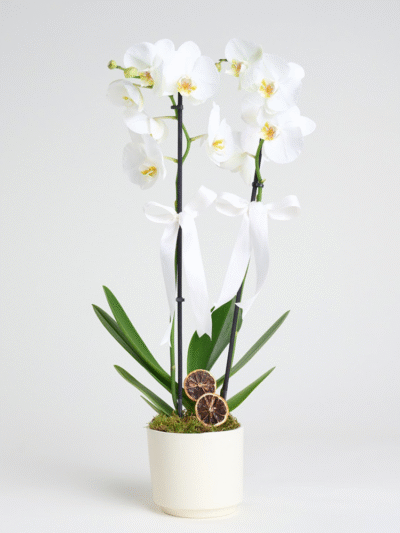 Beyaz Orkide 2'li