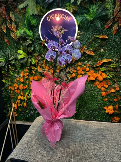 Pembe Kırçıllı Renkli Orkide