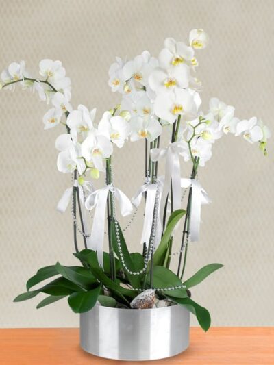 6 Dal Beyaz Orkide Aranjmanı