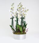 6 Dal Beyaz Orkide Aranjmanı