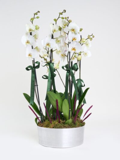 6 Dal Beyaz Orkide Aranjmanı