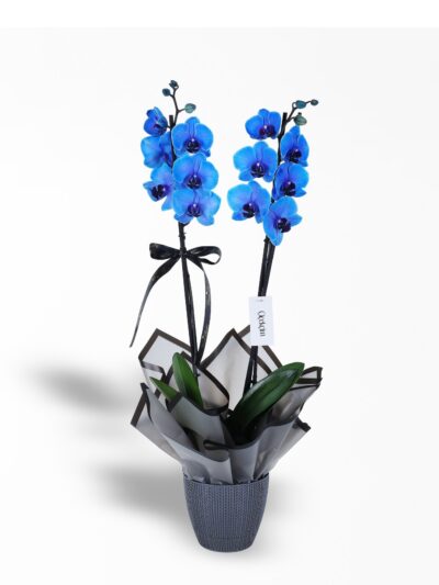 2 dallı Mavi Orkide