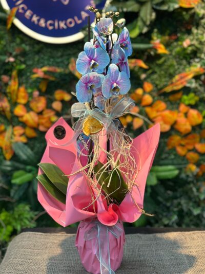 Threecolour Orkide Çift Dallı