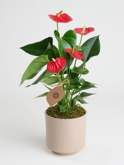 Gri Beton Saksıda Antoryum - Flamingo Çiçeği