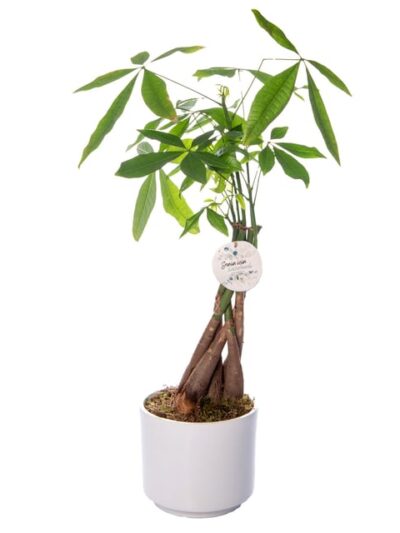 Para Ağacı Pachira