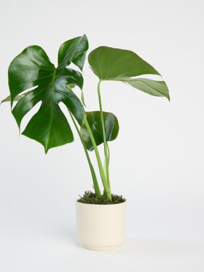 Monstera