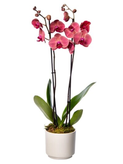 Beyaz Beton Saksıda Ateş Kırmızı Çiftli Orkide