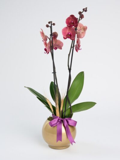 Altın Akvaryum Saksıda Ateş Kırmızı Çiftli Orkide