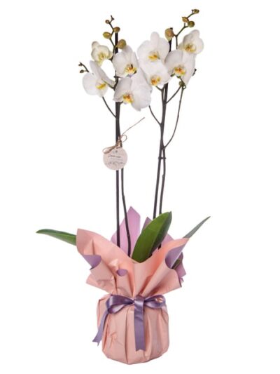 Lila Buket Kağıtlı Beton Saksıda Çiftli Beyaz Orkide
