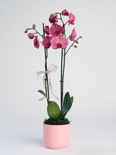 Ateş Kırmızısı Orkide 2'li