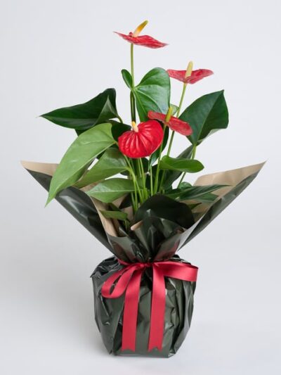 Kırmızı Antoryum Saksı Çiçeği