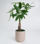 Gri Beton Saksıda Pachira Bitkisi