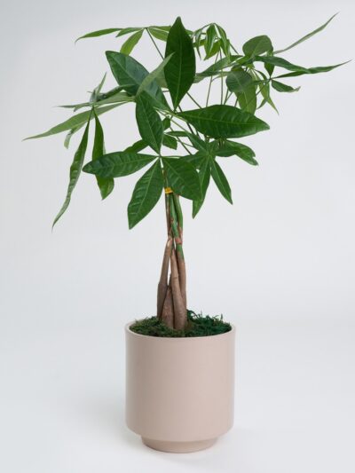 Gri Beton Saksıda Pachira Bitkisi