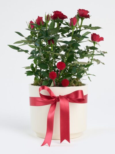 Kırmızı Kurdeleli Beyaz Beton Saksıda Kırmızı Gül