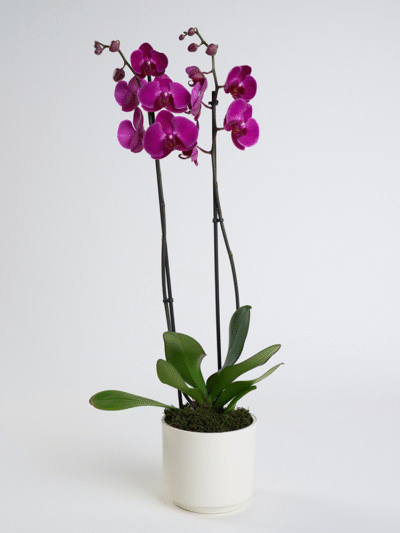 Mor Orkide 2'li