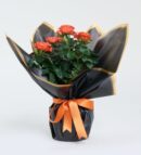Siyah Buketli Beyaz Beton Saksıda Turuncu Gül