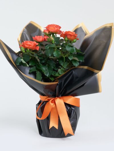 Siyah Buketli Beyaz Beton Saksıda Turuncu Gül