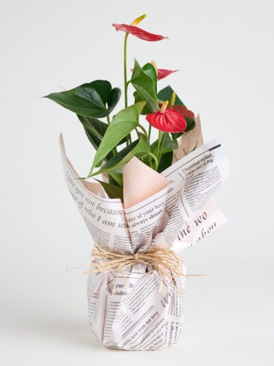 Gazete Desenli Buket Süslemeli Antoryum Bitkisi