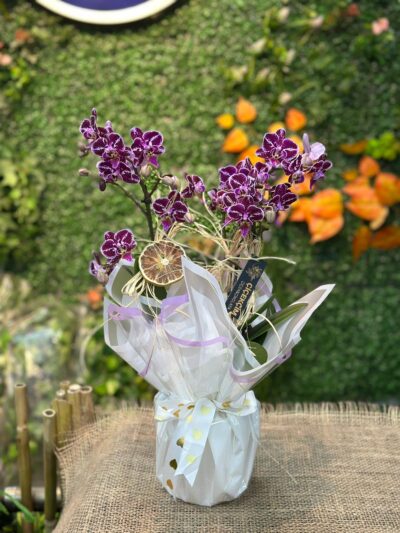 Mor Kırçıllı Mini Orkide