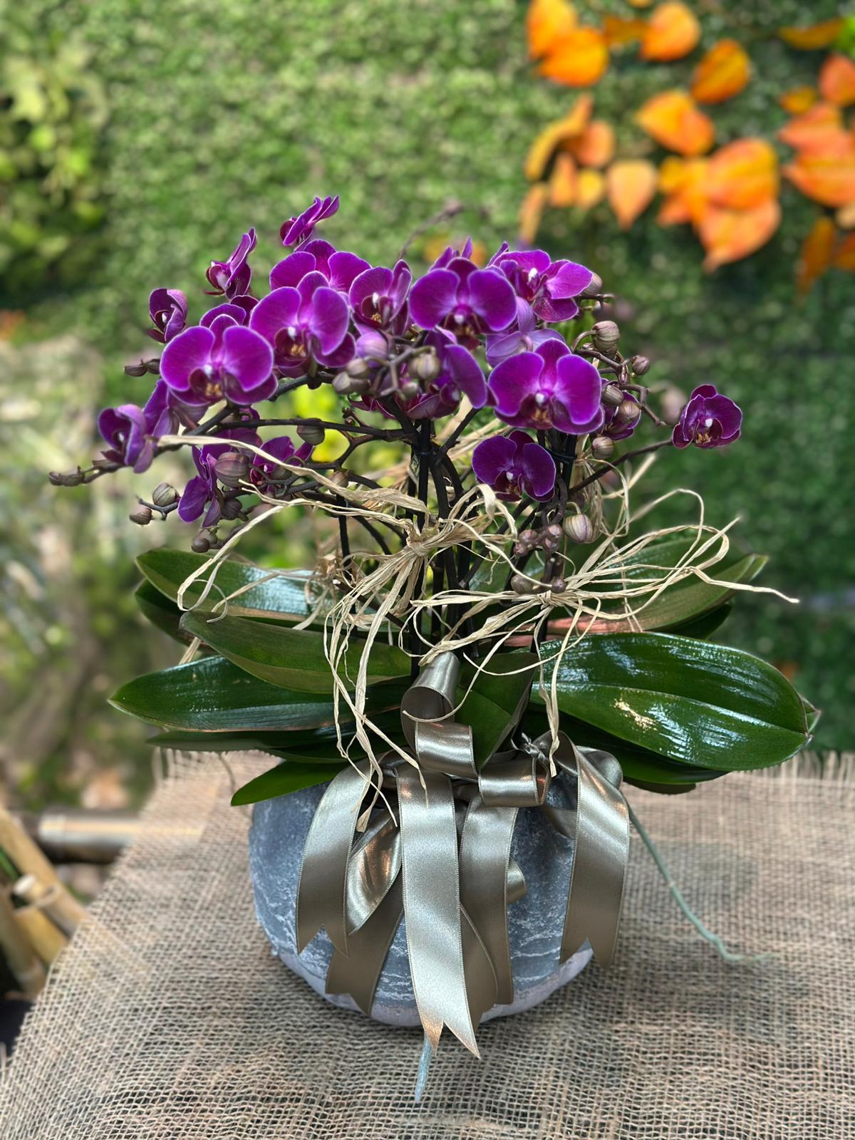 Dekoratif Saksıda Bellissimo Orkide