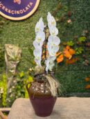 Özel Küp Saksıda Cascade Orkide