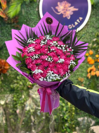 Pembe Karanfil Güzelliği